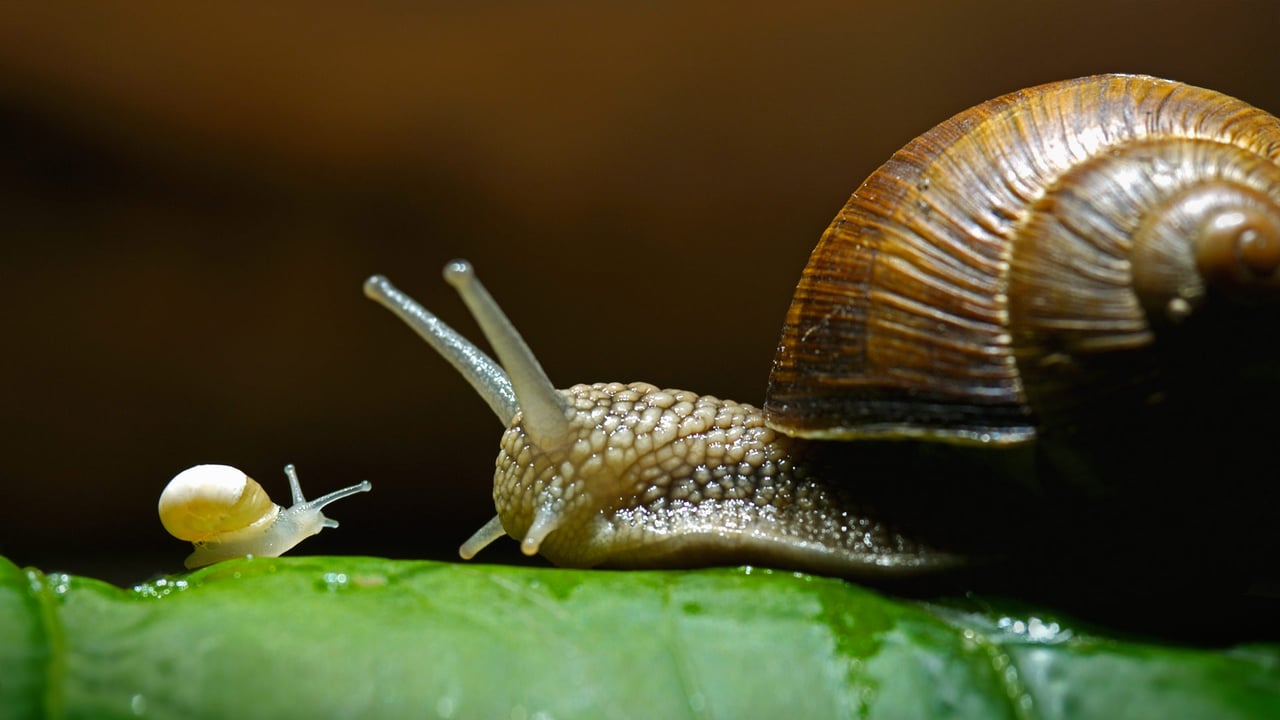 Burgundy snails, also called edible snails (© Heidi and Hans-Juergen Koch/Minden Pictures) desktop wallpaper
