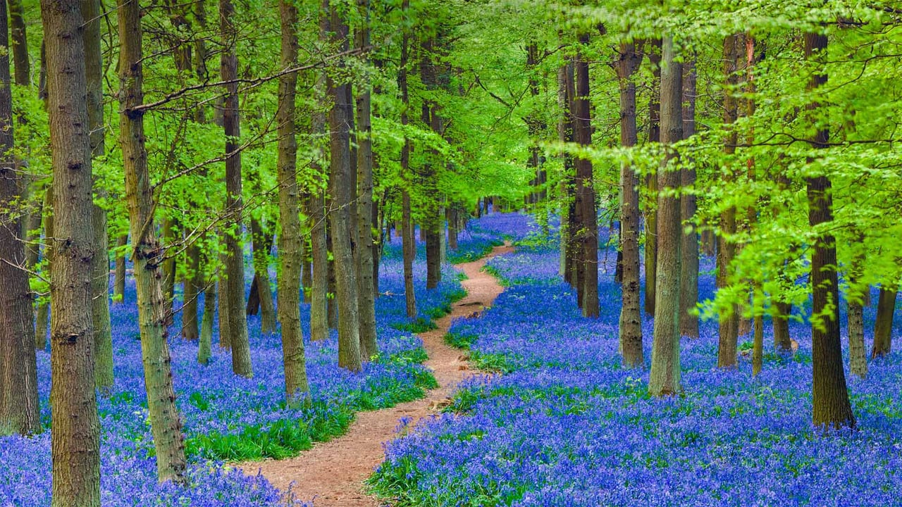 A path winding through a forest carpeted with bluebells in Hertfordshire, England (© JayKay57/Getty Images) desktop wallpaper