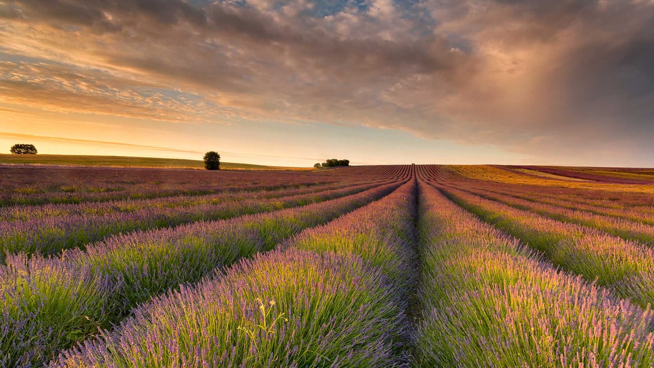 Lavender field, Hertfordshire, England (© George W Johnson/Getty Images) desktop wallpaper