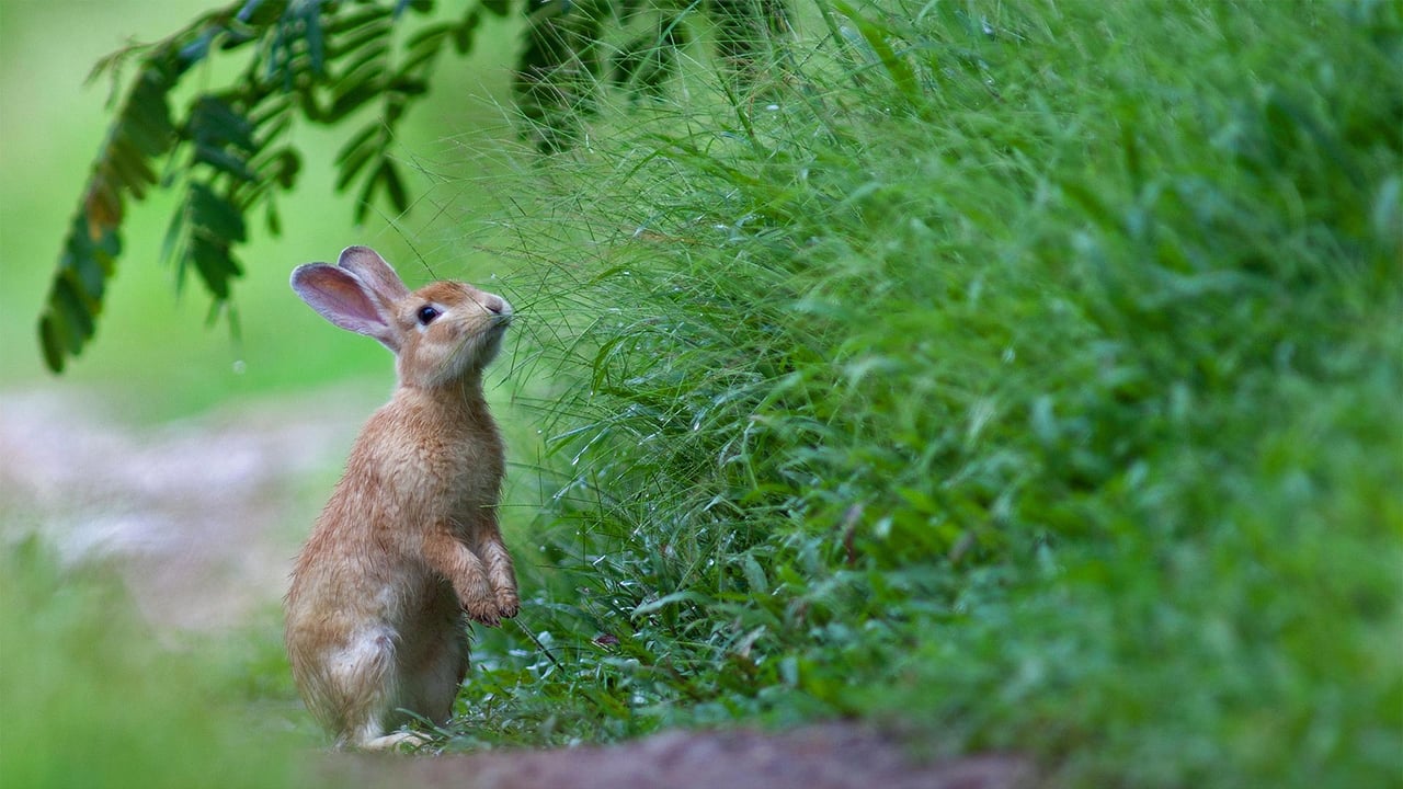 A rabbit in the grass (© wisan224/Getty Images Plus) desktop wallpaper