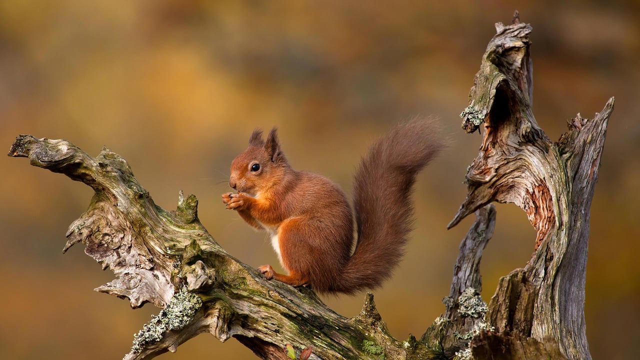 Eurasian red squirrel in the Cairngorms, Highlands of Scotland (© Images from BarbAnna/Getty Images) desktop wallpaper