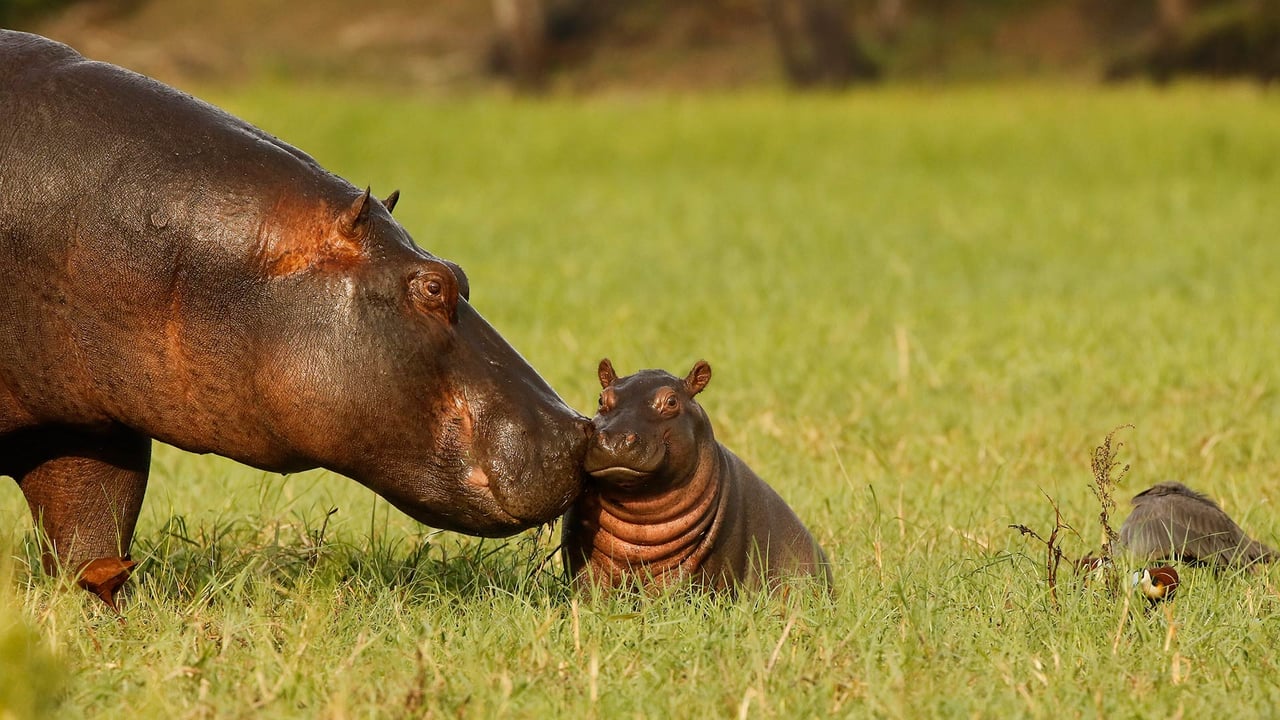 Hippopotamus mother and baby, Chobe National Park, Botswana (© jacobeukman/Getty Images) desktop wallpaper