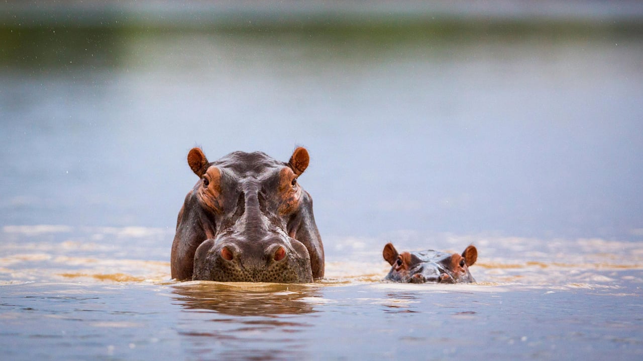 Hippopotamus mother and calf, South Luangwa National Park, Zambia (© Nature Picture Library/Alamy) desktop wallpaper