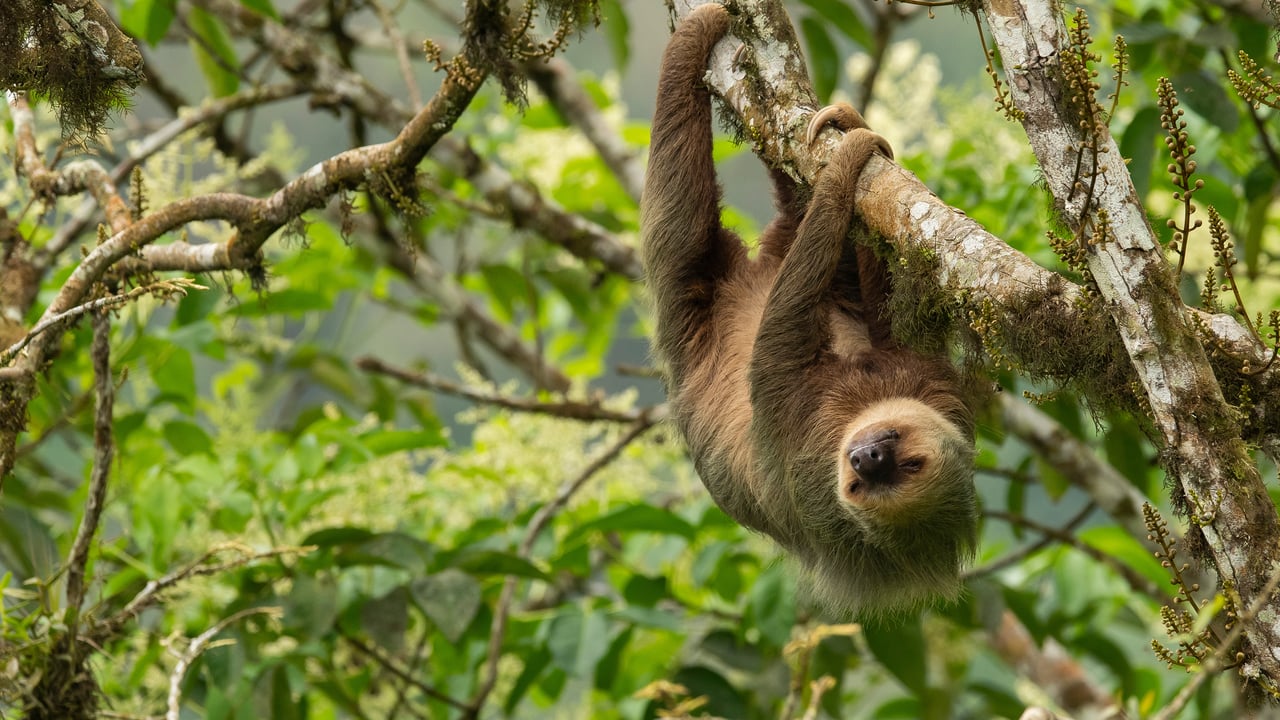 A Hoffmann's two-toed sloth in Ecuador (© Murray Cooper/Minden Pictures) desktop wallpaper