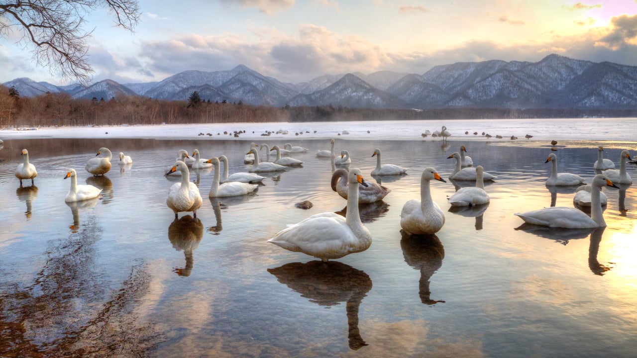 Whooper swans in Lake Kussharo, Japan (© Darrell Gulin/DanitaDelimont.com) desktop wallpaper