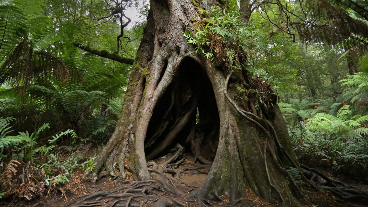 Hollow Tree on Maits Rest Rainforest Walk, Great Otway National Park, Victoria (© Jamie Lamb - elusive-images.co.uk/Getty Images) desktop wallpaper