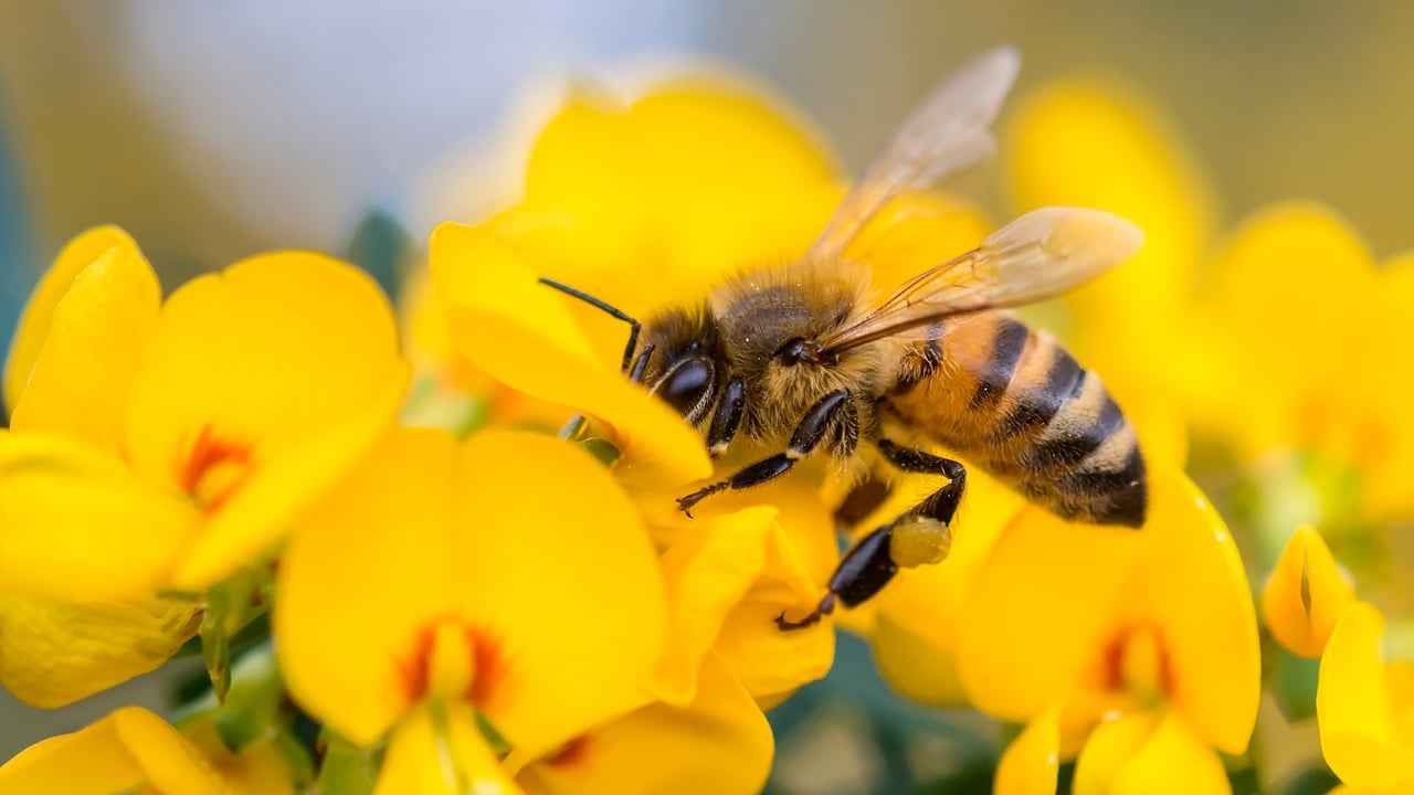 Honey Bee on Pea flower, Muogamarra Nature Reserve, NSW (© RugliG/iStock/Getty Images Plus) desktop wallpaper