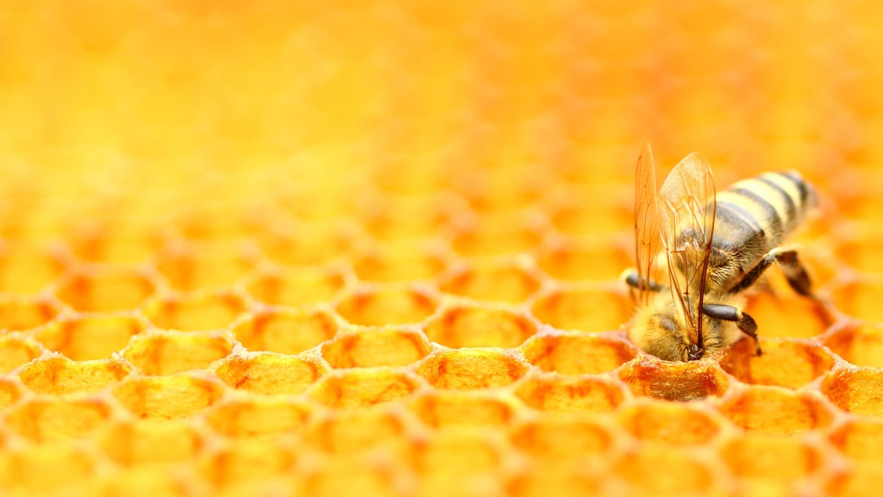 Bee tending a honeycomb (© Simun Ascic/Alamy) desktop wallpaper