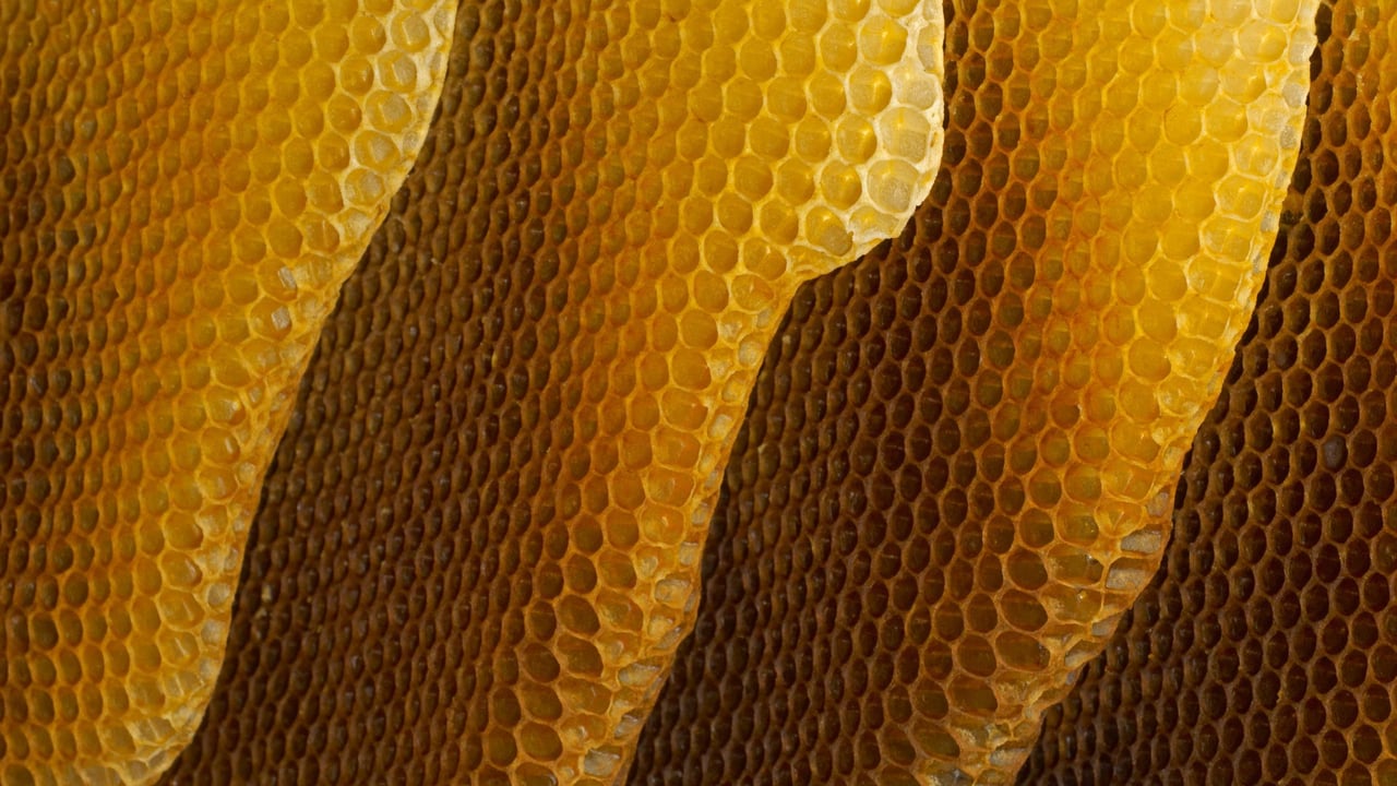 「ミツバチの巣」ドイツ, ヴュルツブルク (© Heidi and Hans-Juergen Koch/Minden Pictures) desktop wallpaper