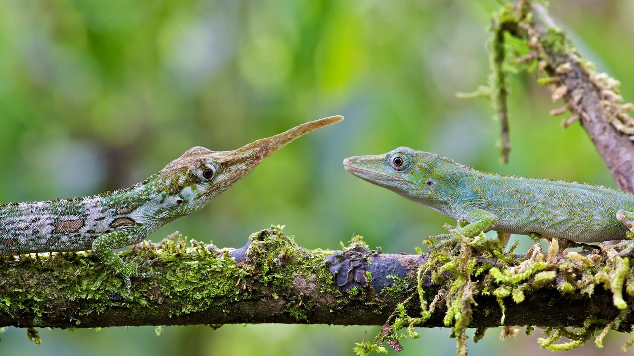 Male and female Ecuadorian horned anoles in Mindo, Ecuador (© James Christensen/Minden Pictures) desktop wallpaper