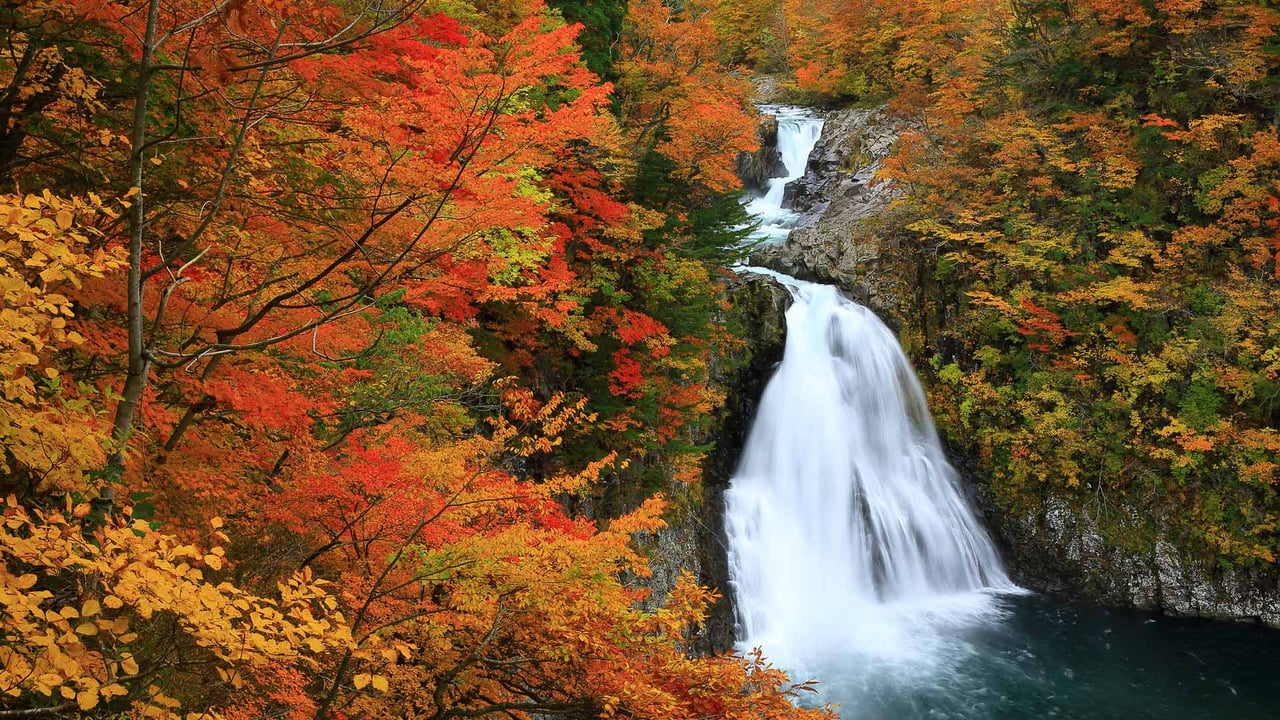 紅葉に包まれた法体の滝, 秋田県 由利本荘市 (© nattya3714/Getty Images) desktop wallpaper