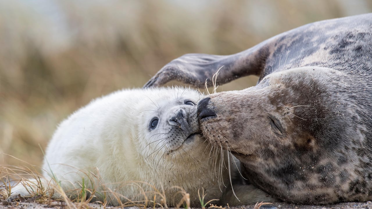 Maman phoque gris et son petit sur une plage d’Heligoland, Schleswig-Holstein, Allemagne (© imageBROKER/Alamy Stock Photo) desktop wallpaper