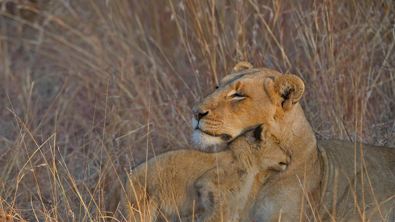 A lion cub and mother in Sabi Sabi Game Reserve, South Africa (© Andrew Coleman/Getty Images) desktop wallpaper