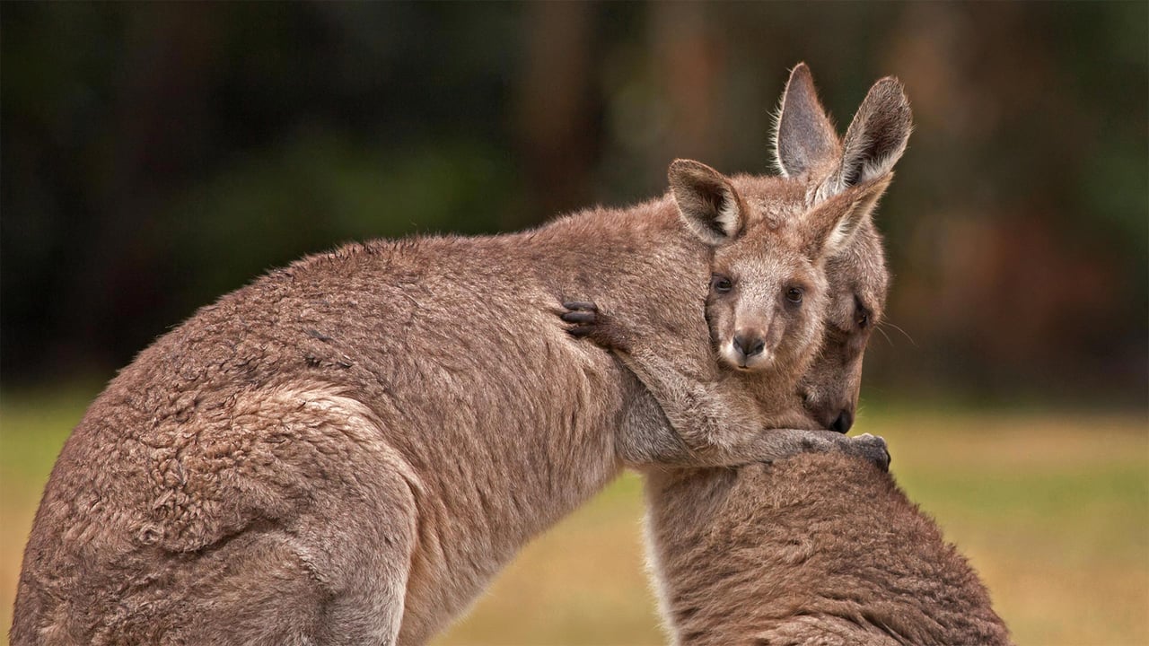 Kangaroo mother and baby (© Belle Ciezak/Shutterstock) desktop wallpaper