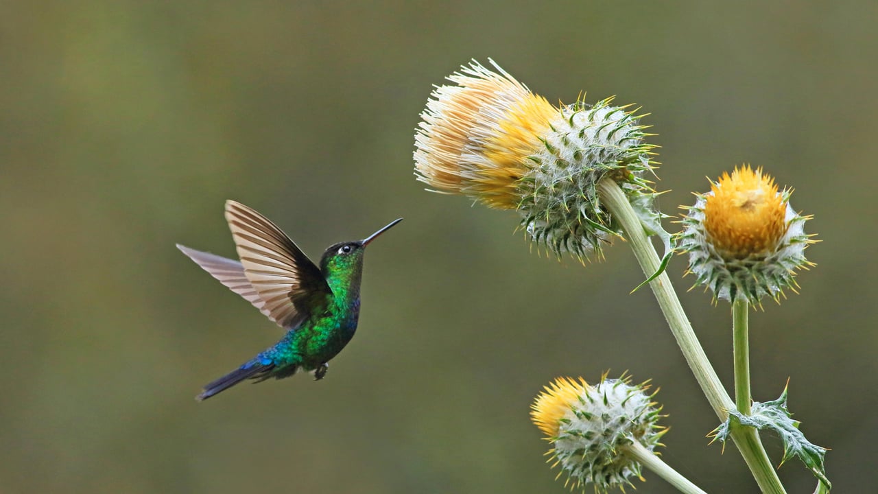 Green-crowned brilliant hummingbird with giant thistle, Cerro de la Muerte, Costa Rica (© adrian hepworth/Alamy) desktop wallpaper