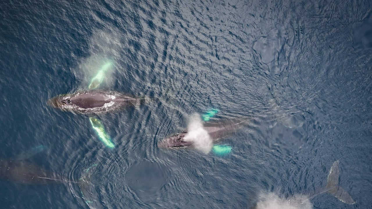 Family of humpback whales, Dutch Harbor, Alaska (© Jude Newkirk/Amazing Aerial Agency) desktop wallpaper