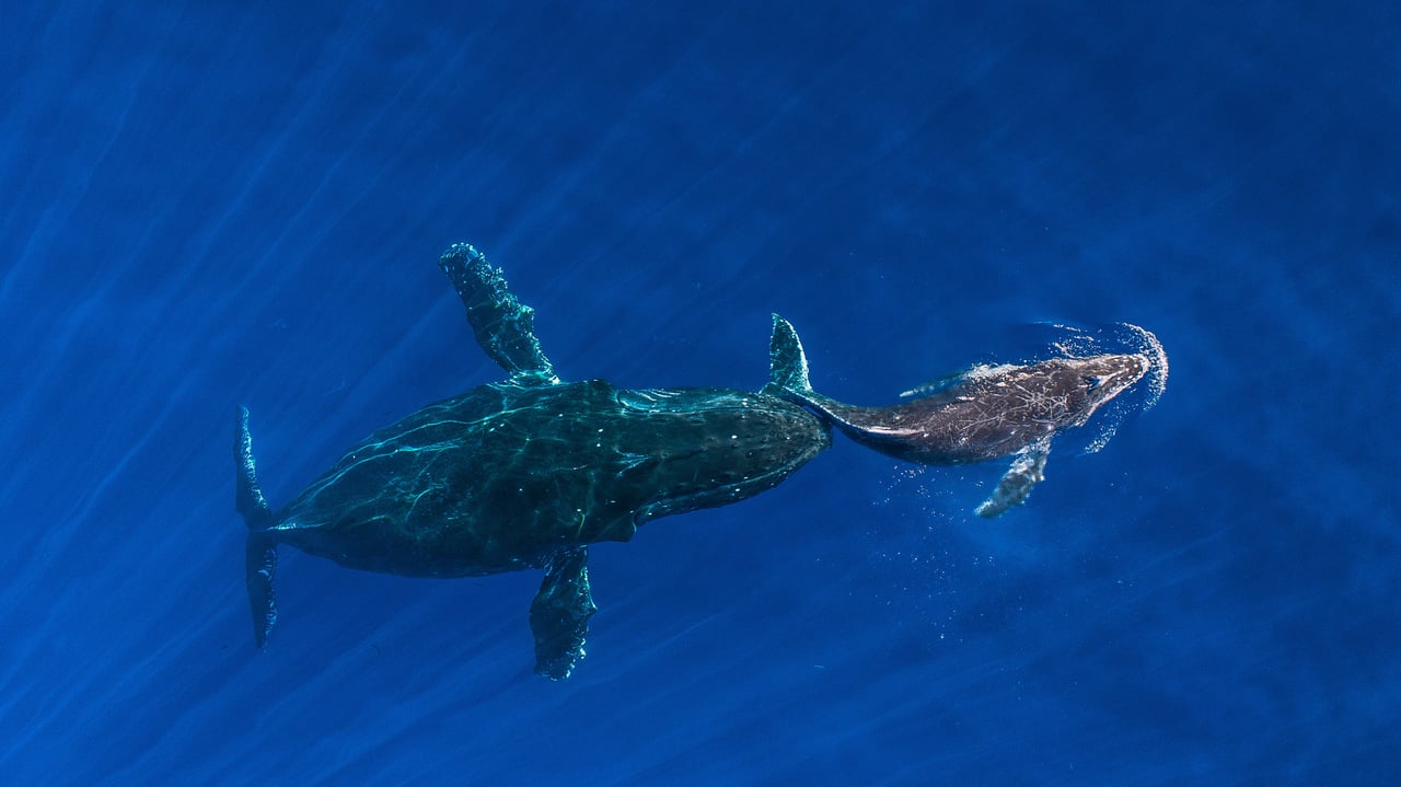 Humpback whale mother pushes her sleeping calf to the surface, Maui, Hawaii (© Ralph Pace/Minden Pictures) desktop wallpaper