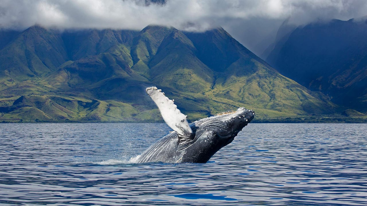 A humpback whale off the coast of Maui in Hawaii (© Design Pics/Danita Delimont) desktop wallpaper