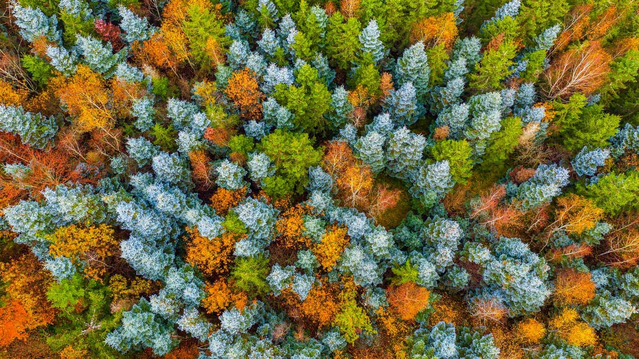 Hunsrück Hochwald, Herbstwald bei Deuselbach, Naherholungsgebiet Erbeskopf, Rheinland-Pfalz (© Hans-Peter Merten/Huber/eStock Photo) desktop wallpaper