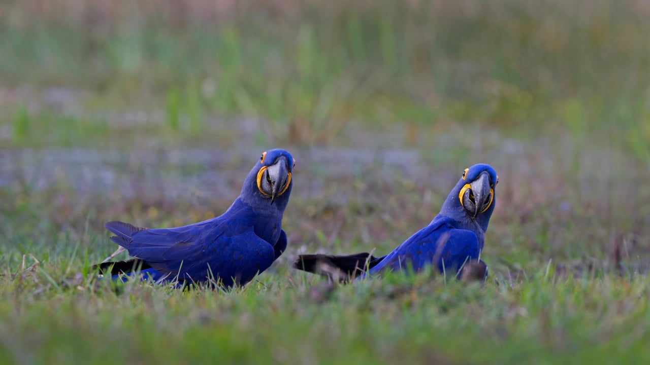 Hyacinth macaws in the Pantanal region of Brazil (© David Pattyn/Minden Pictures) desktop wallpaper