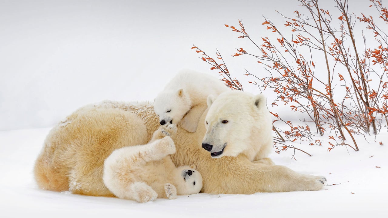 Polar bear mother with cubs in Wapusk National Park, Manitoba, Canada (© Andre Gilden/Minden Pictures) desktop wallpaper