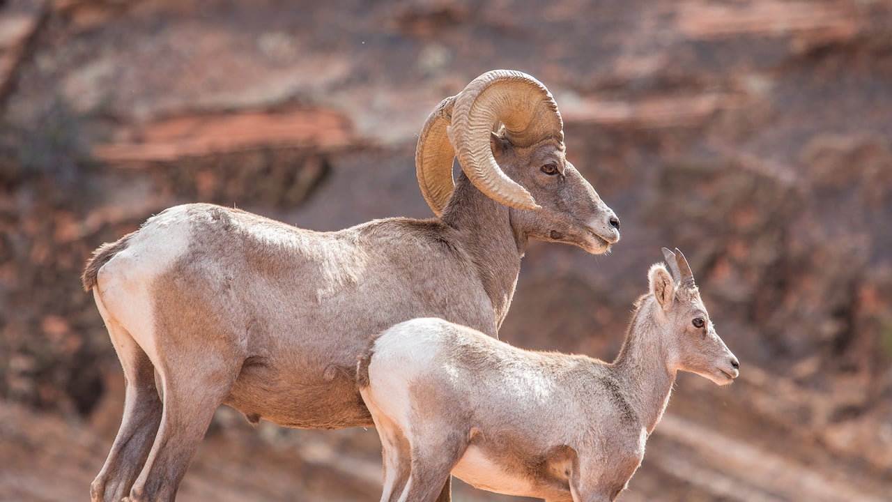 A father and a calf Ibex looking into the distance in Utah (© Erwin Sparreboom/Shutterstock) desktop wallpaper