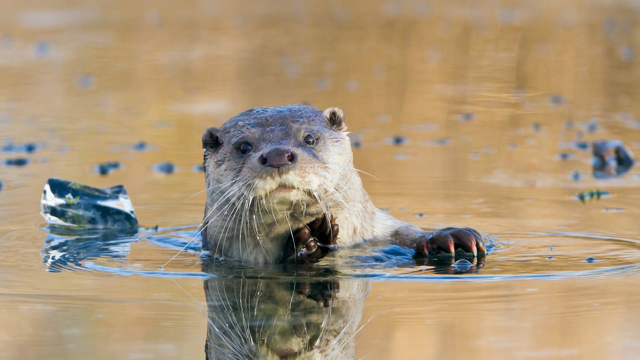 European river otter, Lelystad, Netherlands (© Ernst Dirksen/Minden Pictures) desktop wallpaper
