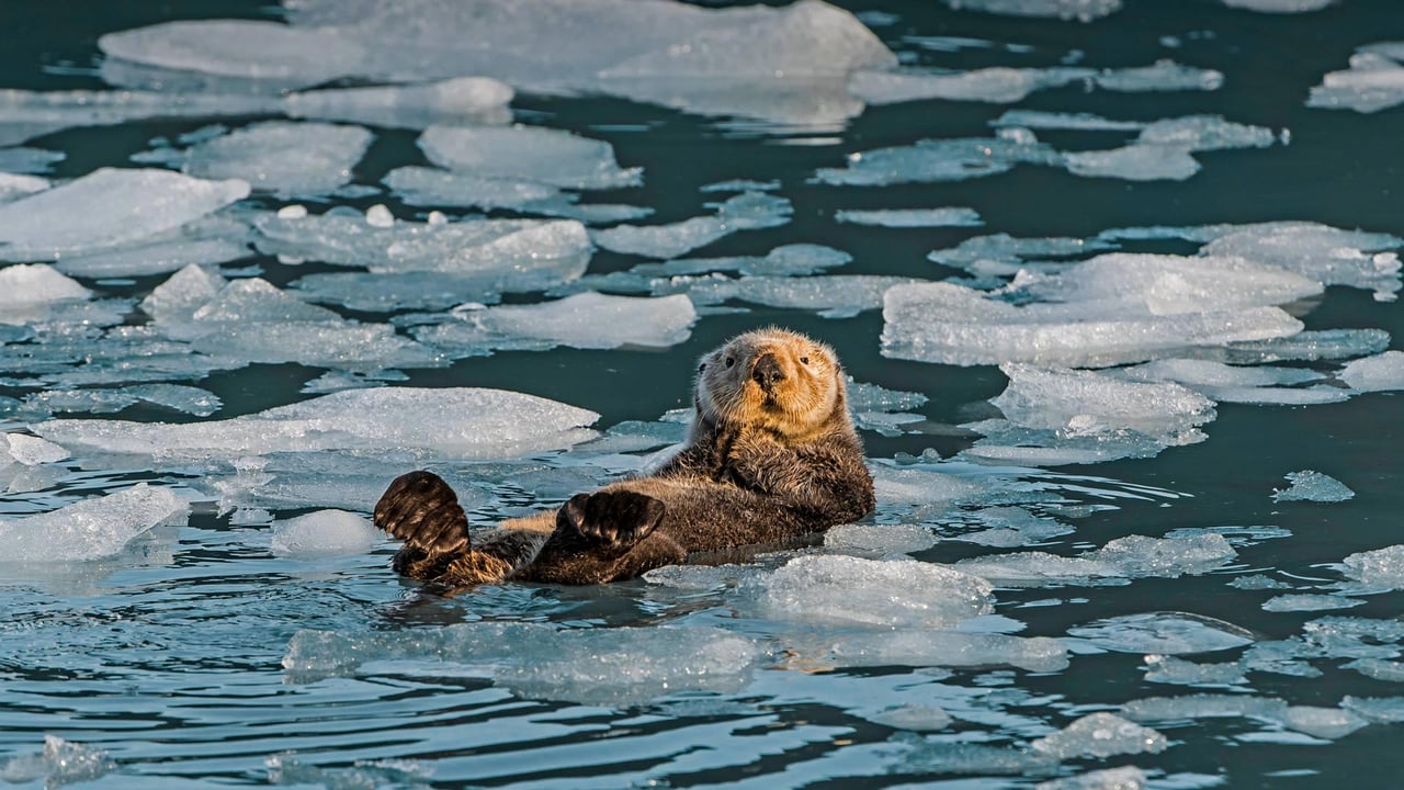 Sea otter, Prince William Sound, Alaska (© Gerald Corsi/Getty Images) desktop wallpaper