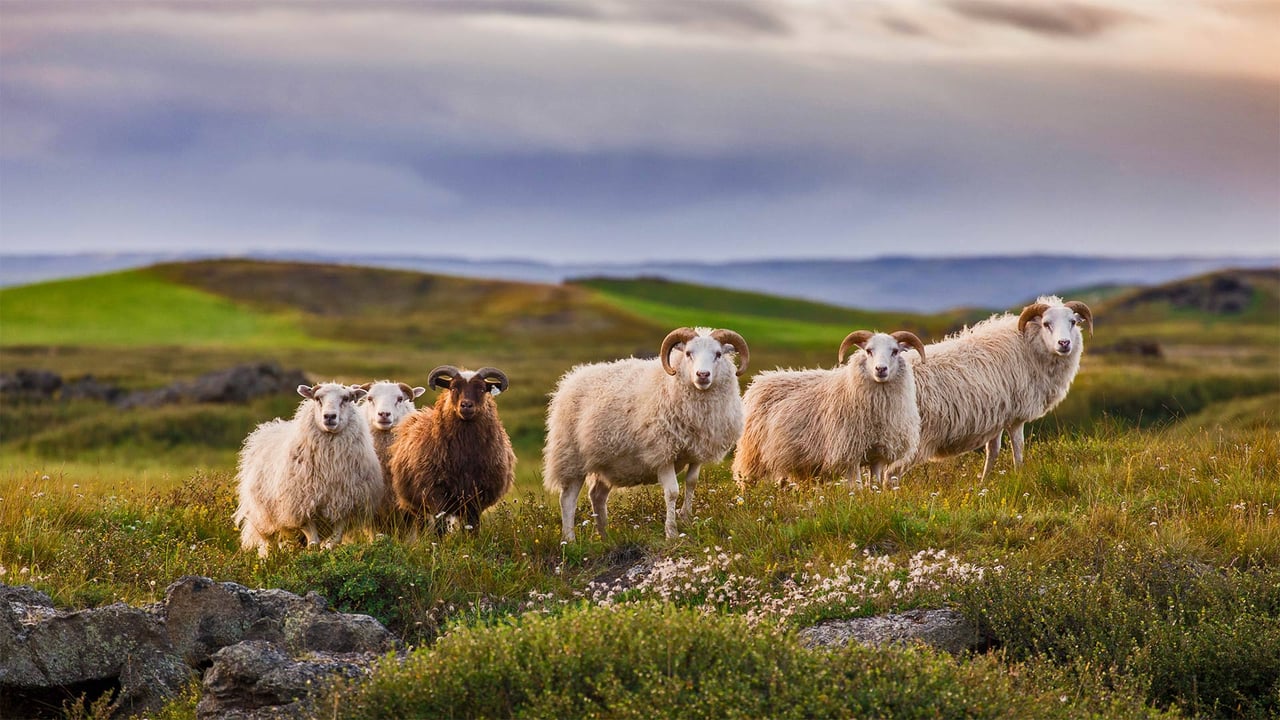 Icelandic sheep ready for réttir (© Pieter Tytgat/Getty Images) desktop wallpaper