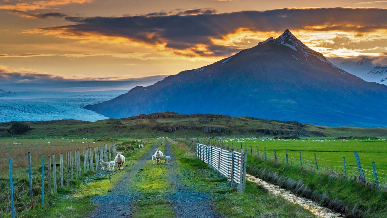 Sheep graze along a road, Iceland (© Matthew Kuhns/Tandem Stills + Motion) desktop wallpaper