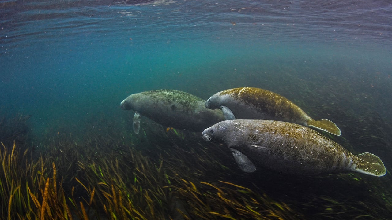 Manatees in the Ichetucknee River in Florida (© Jennifer Adler/Alamy) desktop wallpaper