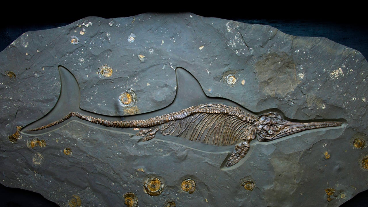 An ichthyosaur fossil of the Jurassic period, Dinosaurland Fossil Museum, Lyme Regis, Dorset, England (© Christopher Jones/Alamy) desktop wallpaper