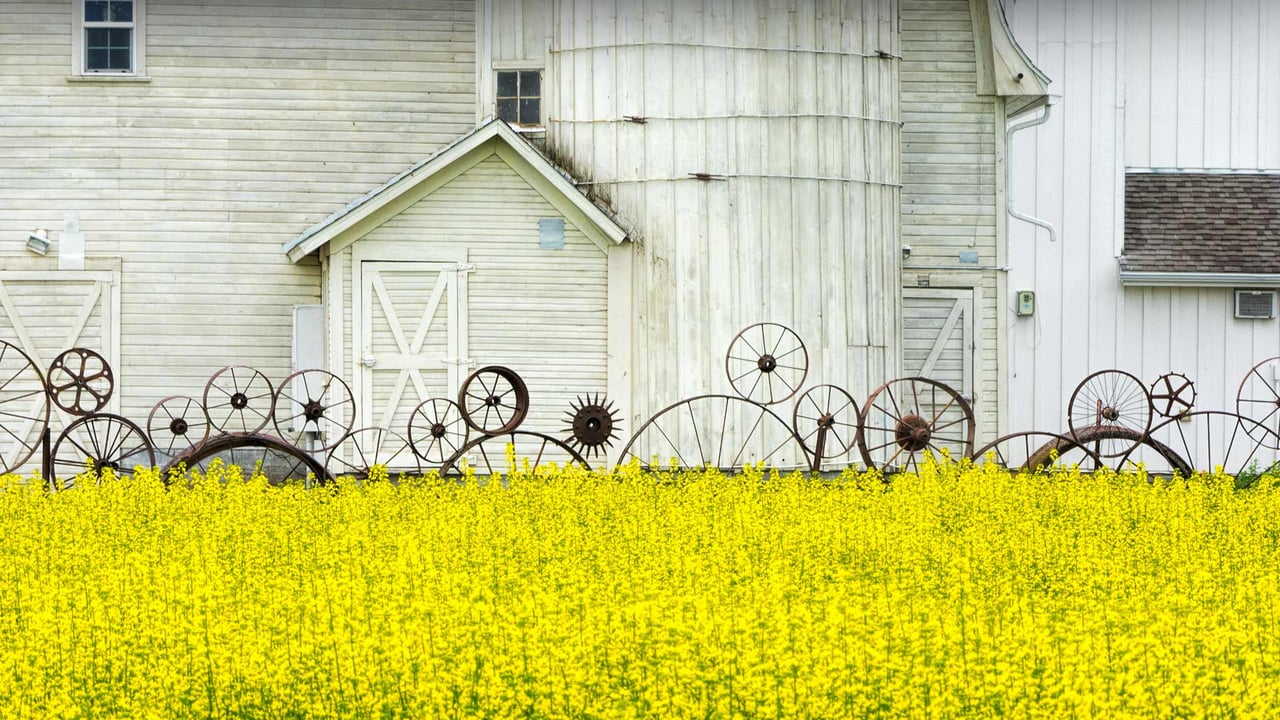 帕卢斯地区的老谷仓和油菜田,爱达荷州,美国 (© Terry Eggers/Getty Images) desktop wallpaper
