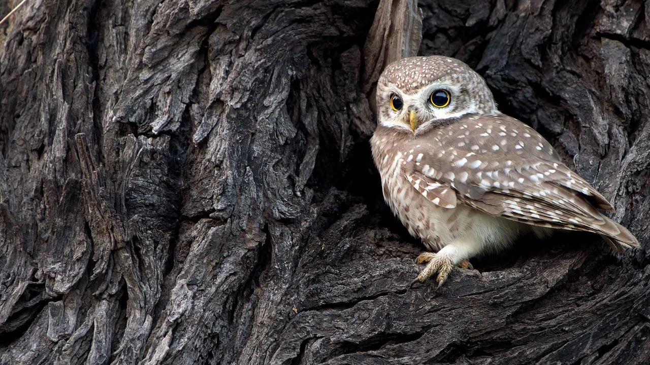Spotted Owlet in Bharatpur, India (© Bernard Castelein/Minden Pictures) desktop wallpaper