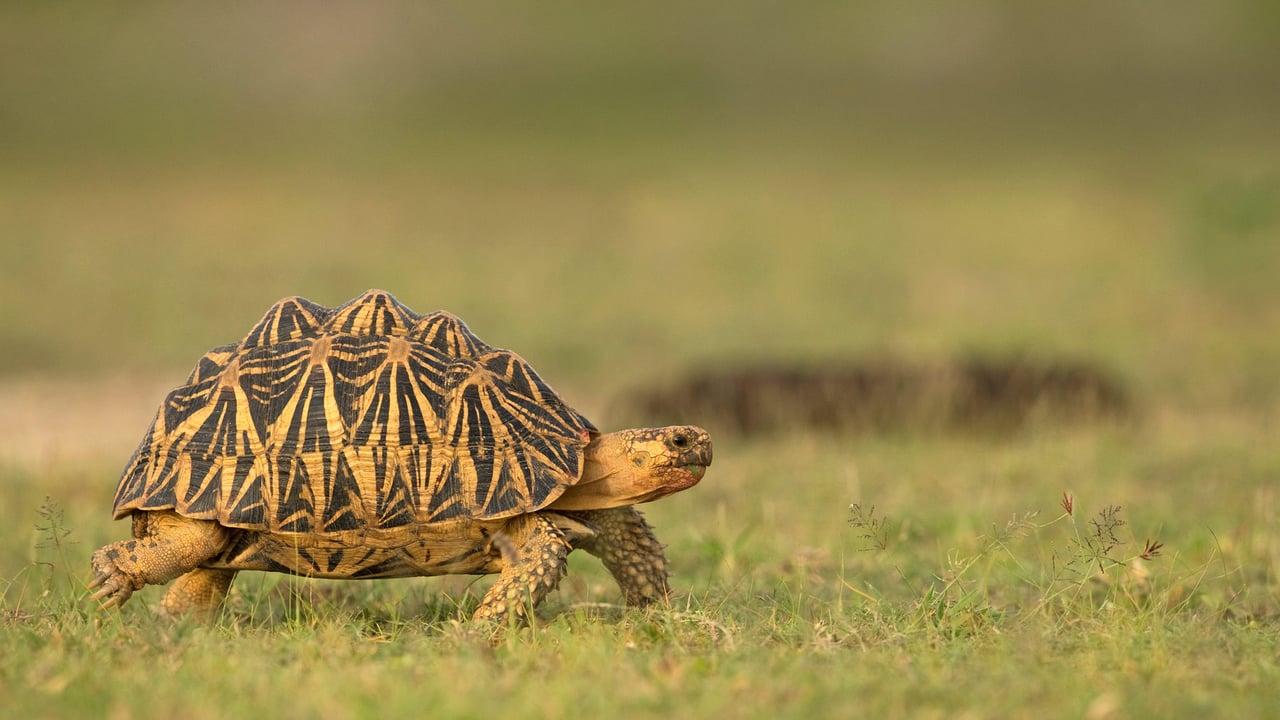 Indian star tortoise, Sri Lanka (© Robin Chittenden/Minden Pictures) desktop wallpaper