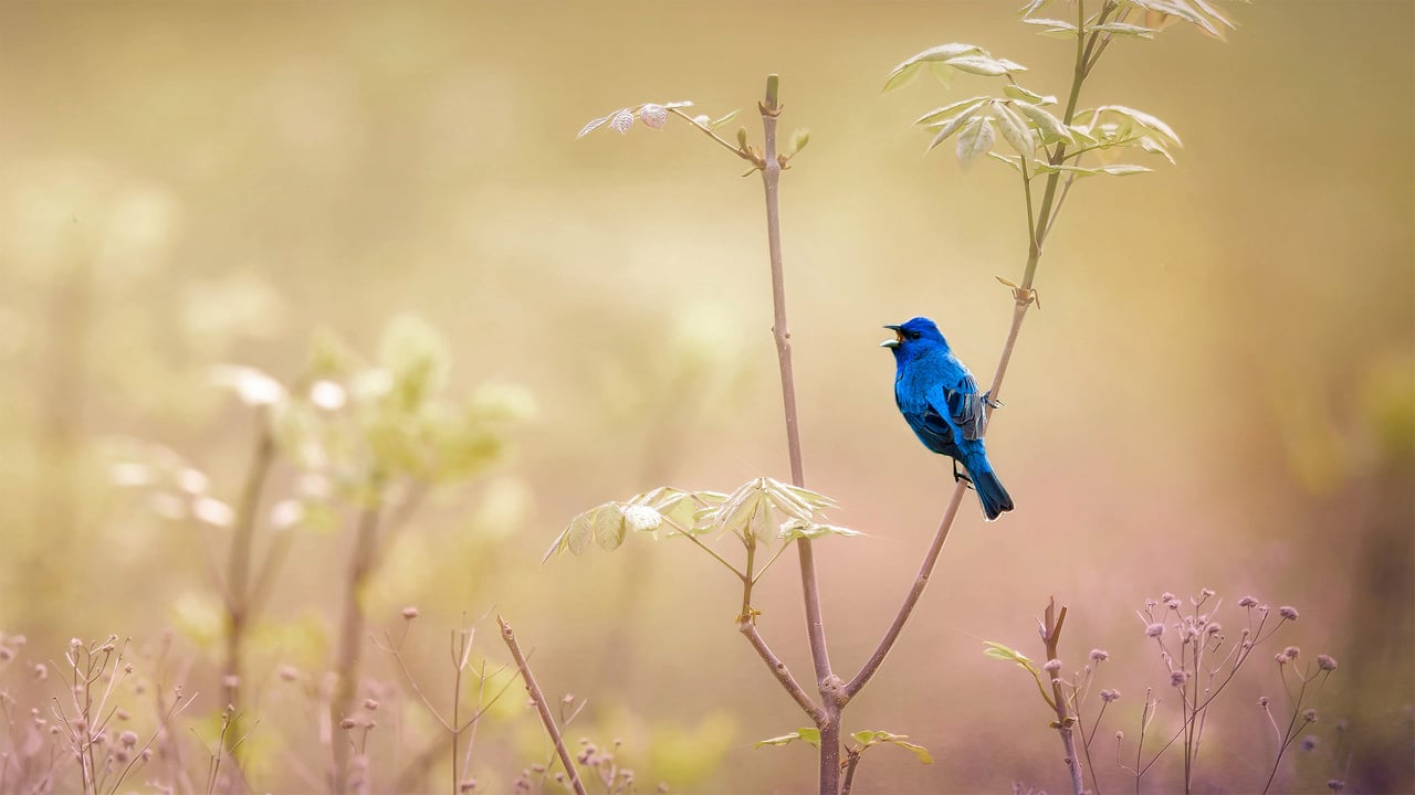 An indigo bunting at the John James Audubon Center at Mill Grove in Audubon, Pennsylvania (© Vicki Jauron/Getty Images) desktop wallpaper