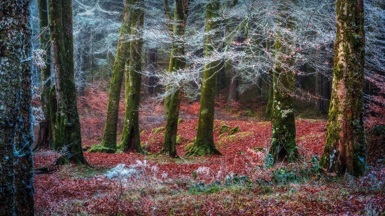 Forest near the village of Invergarry, Scotland (© Matt Anderson Photography/Getty Images) desktop wallpaper