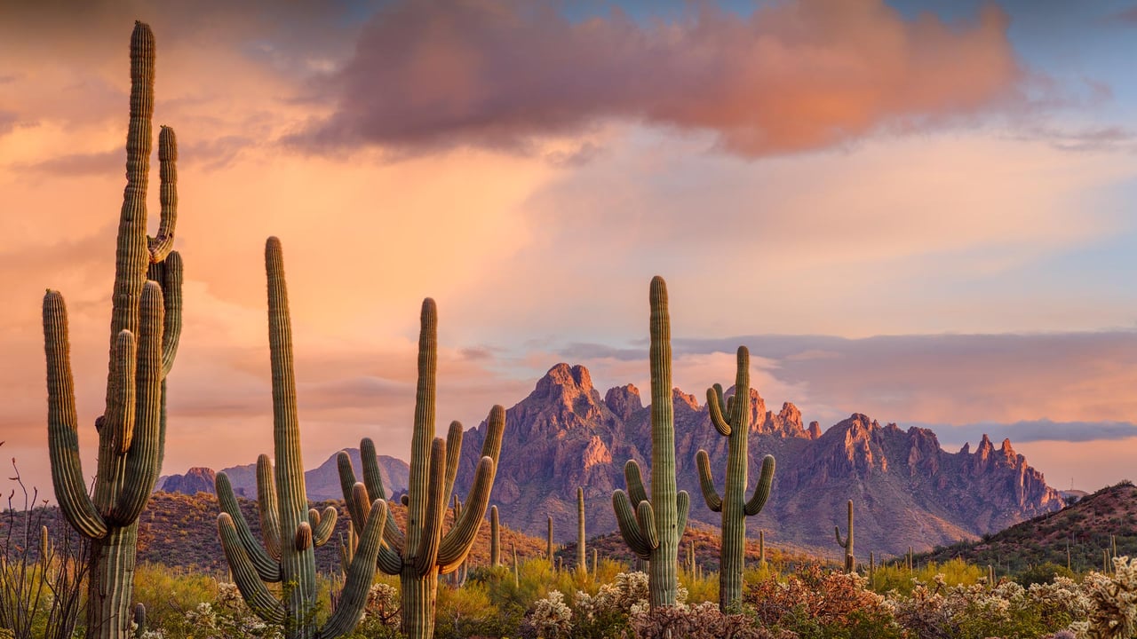 Saguaro cacti, Ironwood National Monument, Arizona (© Jack Dykinga/Minden Pictures) desktop wallpaper
