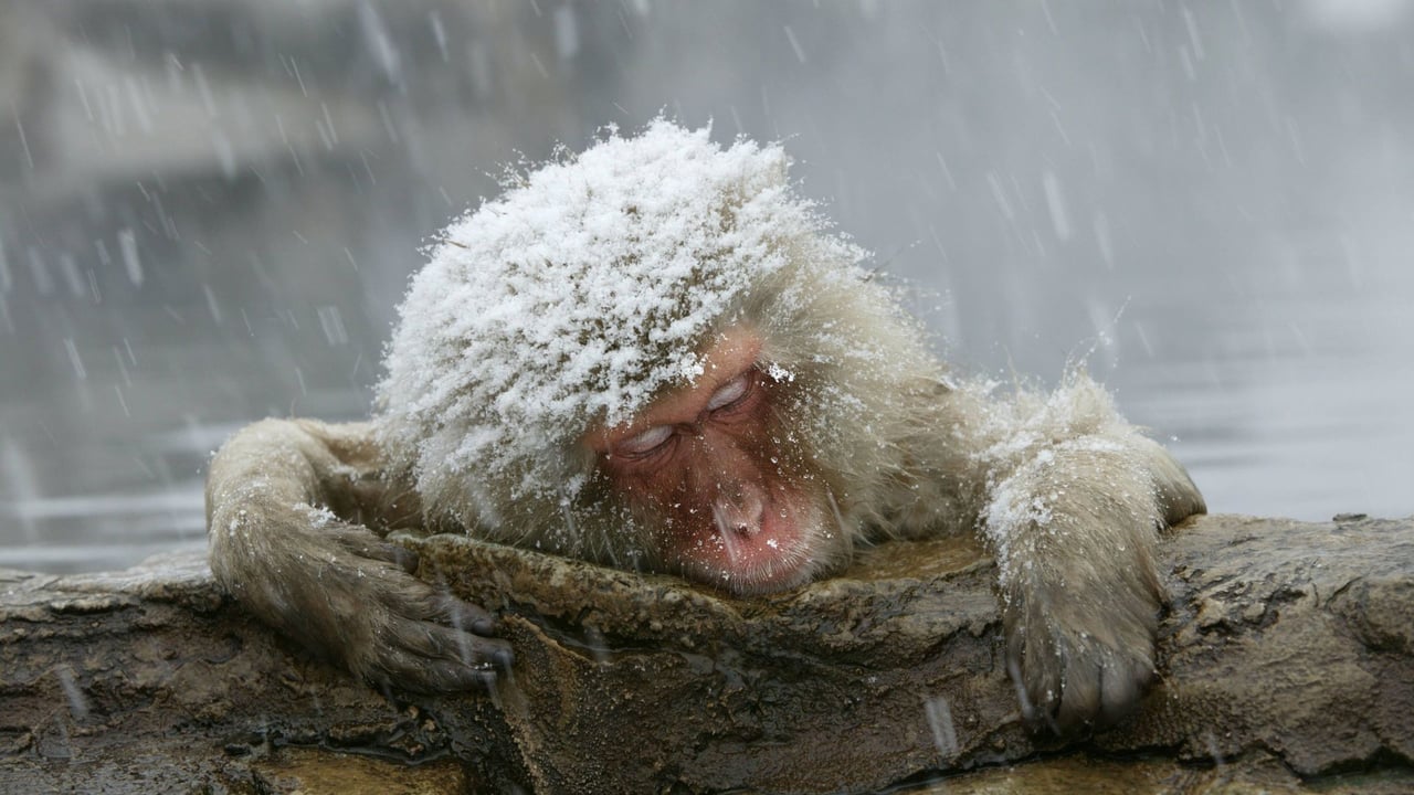 「温泉に入るニホンザル」 (© M. Watson/ardea.c/age fotostock) desktop wallpaper