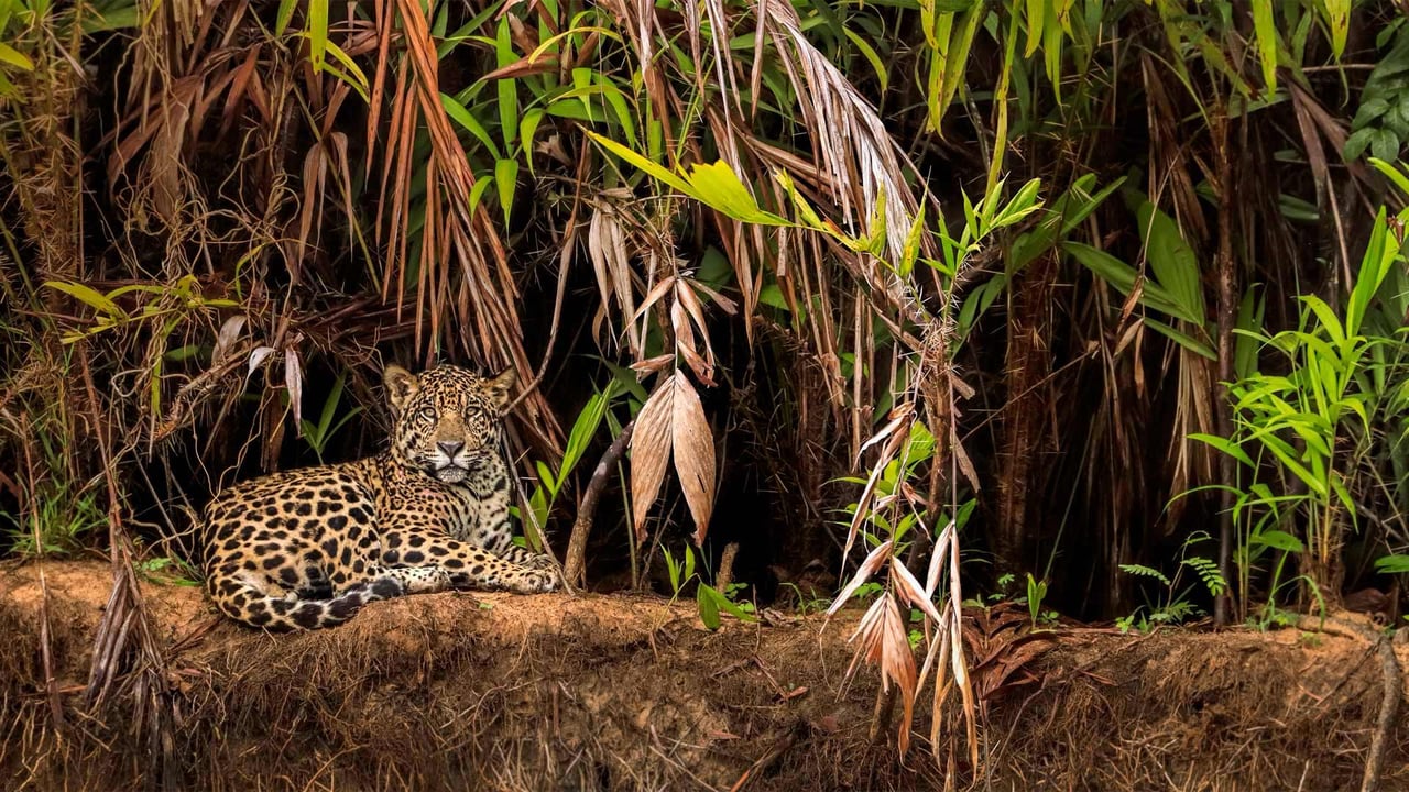 Jaguar in the Pantanal wetlands, Brazil (© Andy Rouse/Minden Pictures) desktop wallpaper
