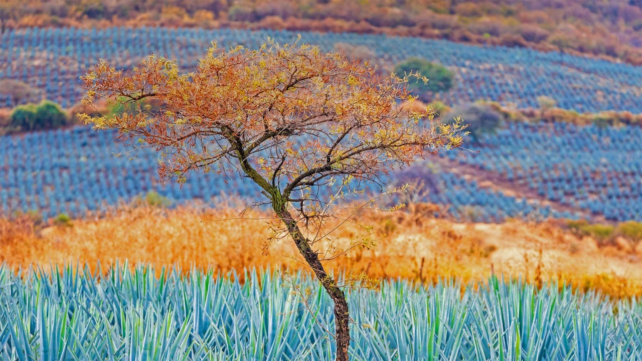 Tree in blue agave field in the tequila-producing region near Atotonilco el Alto, Jalisco, Mexico (© Brian Overcast/Alamy) desktop wallpaper