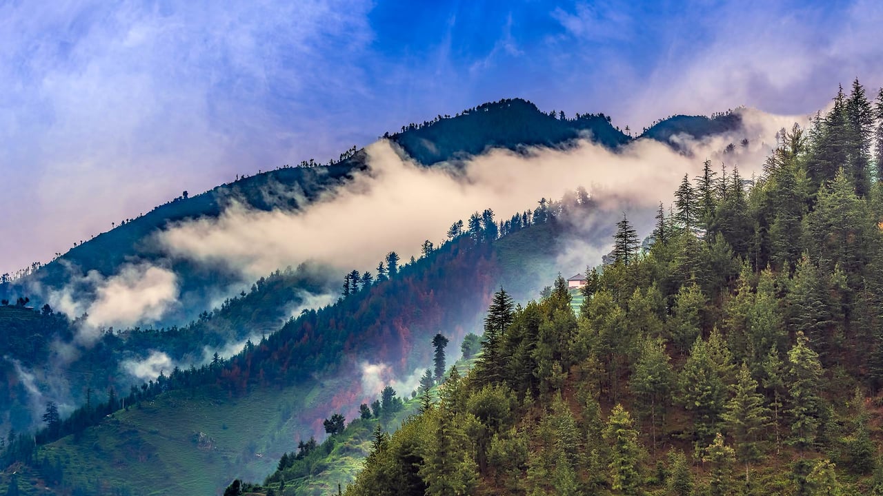 Scenic deep tropical forest of Janjehli, Himalayas (© KS-Art/iStock/Getty Images Plus) desktop wallpaper