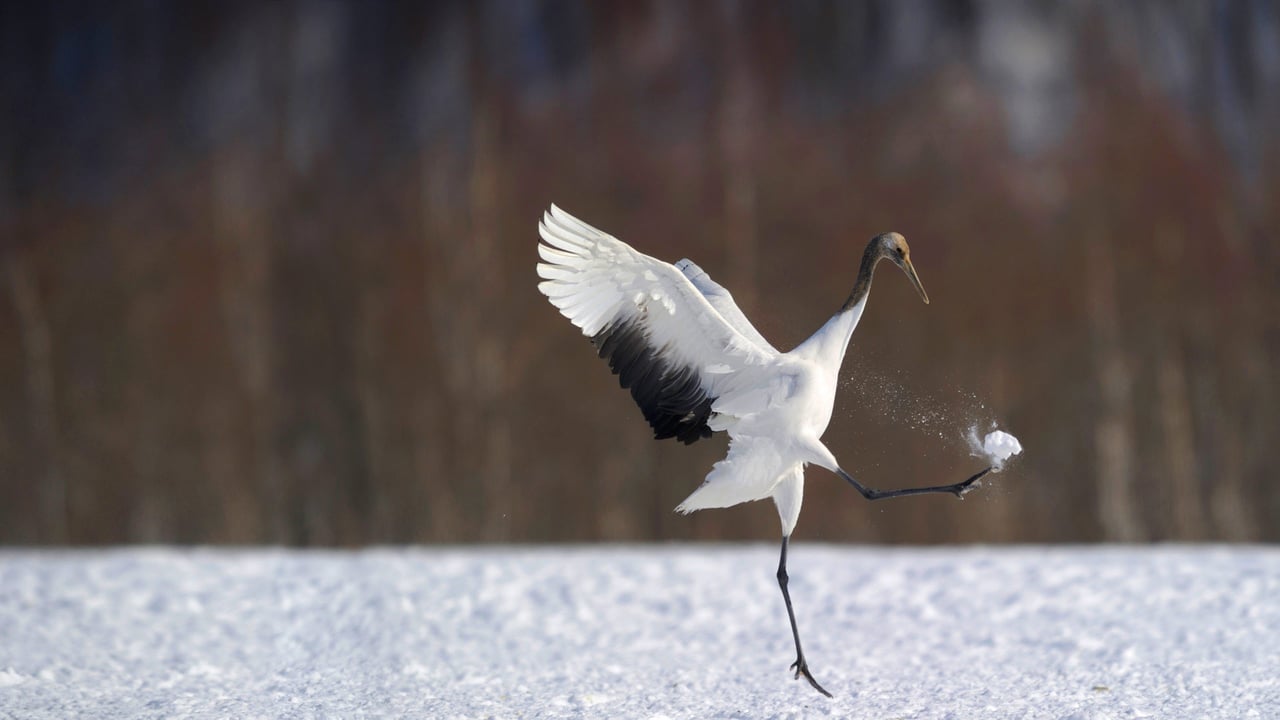 「タンチョウ」北海道 (© Regis Cavignaux/Getty Images) desktop wallpaper