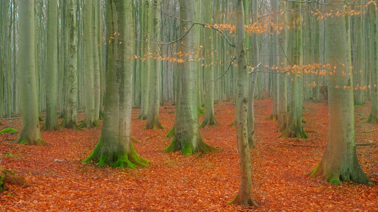 Rotbuchenwald im Nationalpark Jasmund, Rügen, Mecklenburg-Vorpommern (© Sandra Bartocha/NPL/Minden Pictures) desktop wallpaper