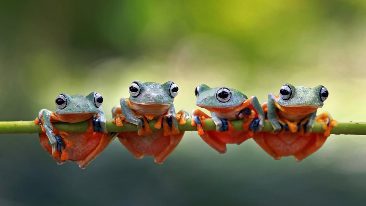 Javan tree frogs sitting together on a stalk in Indonesia (© SnapRapid/Offset by Shutterstock) desktop wallpaper