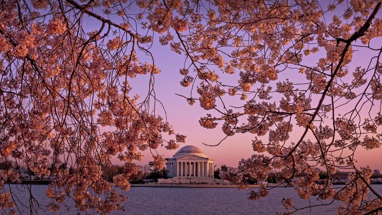 The Jefferson Memorial during the National Cherry Blossom Festival in Washington, DC (© Rae Gabrielle/Alamy) desktop wallpaper
