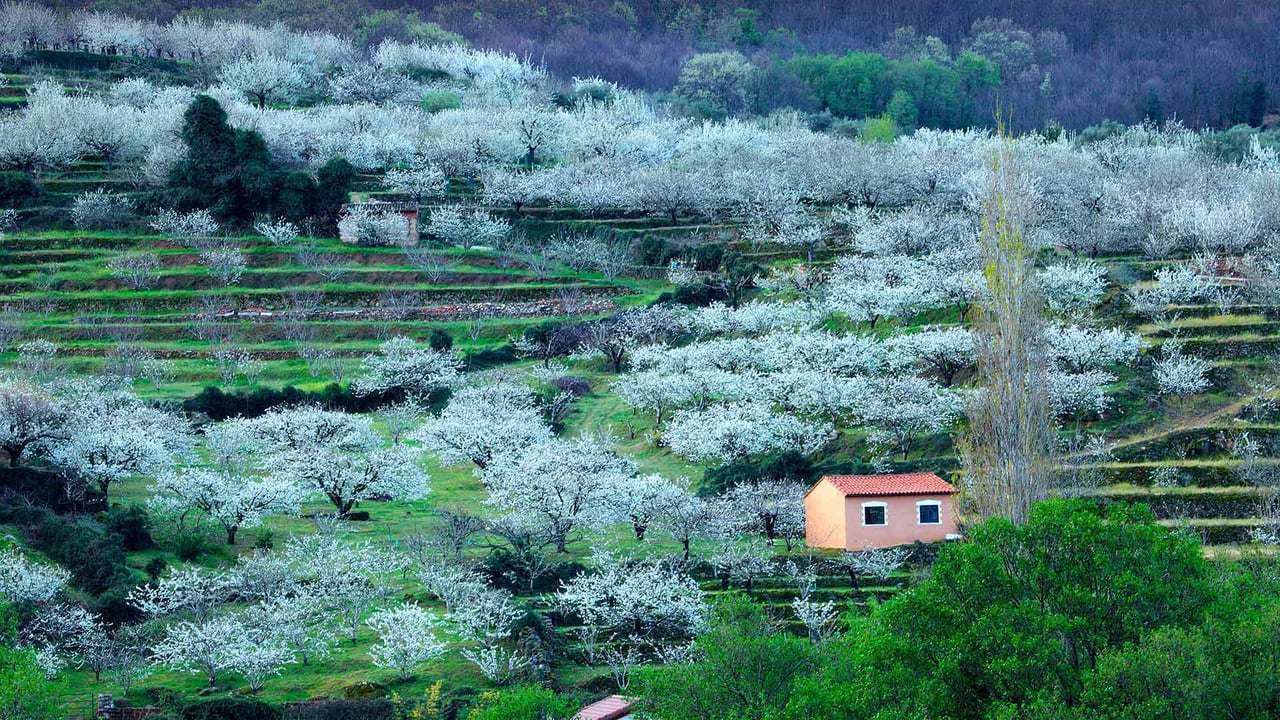 Blooming cherry trees in Jerte Valley, Province of Cáceres, Spain (© Westend61/Getty Images) desktop wallpaper