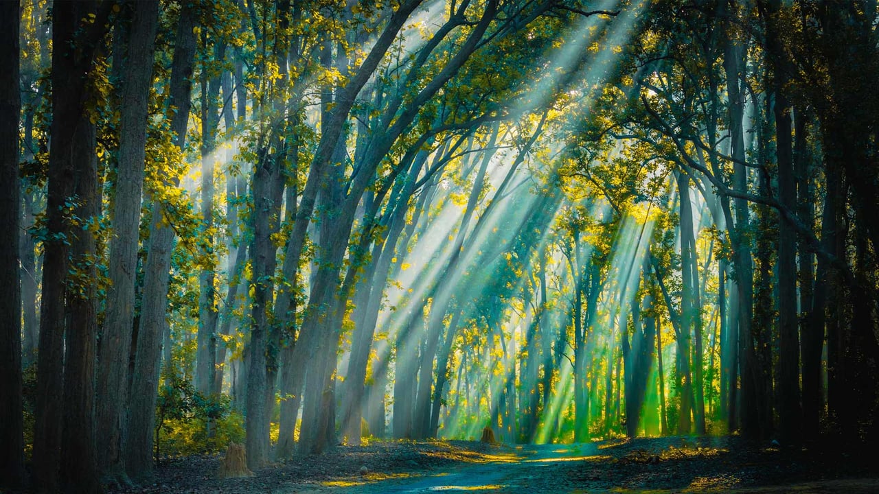 Backlight sunrays at Jim Corbett National Park (© Swapan Banik/Alamy Stock Photo) desktop wallpaper