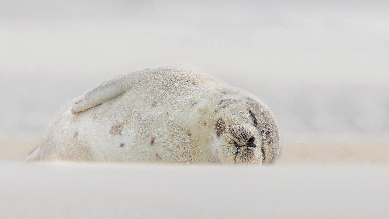 Harp seal sleeping at Jones Beach, Long Island, New York (© Vicki Jauron, Babylon and Beyond Photography/Getty Images) desktop wallpaper