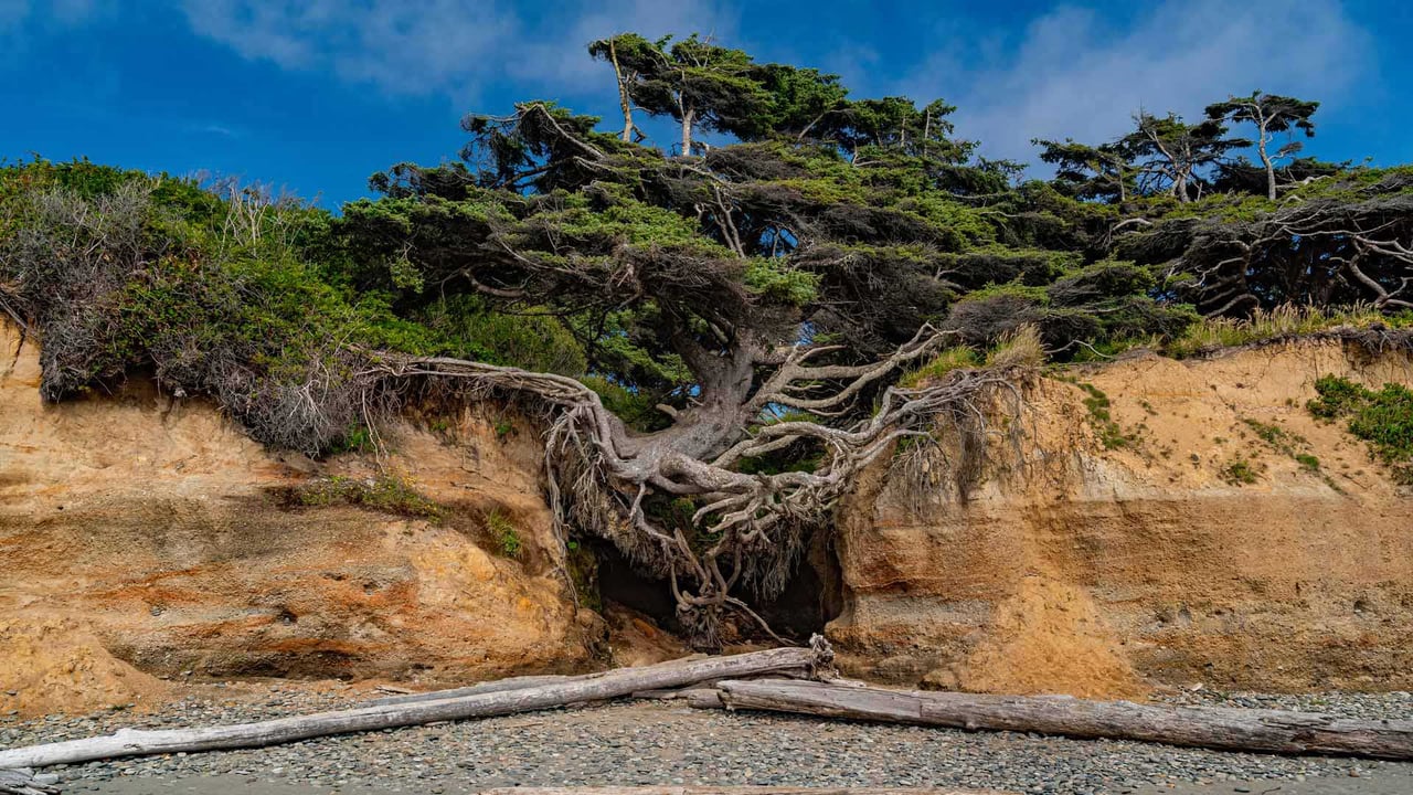 Tree of Life, Kalaloch Beach, Olympic National Park, Washington (© Abbie Warnock-Matthews/Shutterstock) desktop wallpaper
